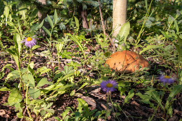 King Bolete amongst the Forest Vegetation