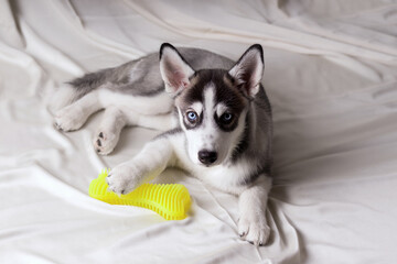 Siberian husky puppy with a toy on a light background
