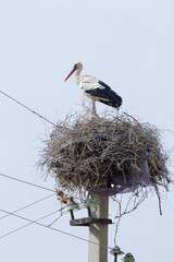 white stork in a large nest on a high-voltage pole