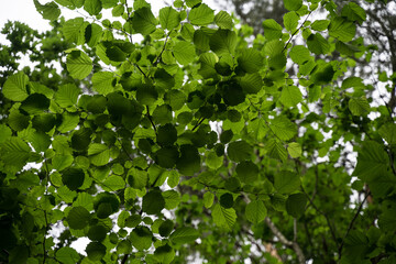 Emerald green foliage of a Central European-type grove-broadleaf trees in tiny Baltic Sea island...