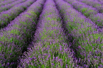 Naklejka premium Lavender rows, in Malton, North Yorkshire, England.