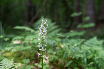 Very rare European native orchid. Butterfly or fringed orchids from Platanthera bifolia,...