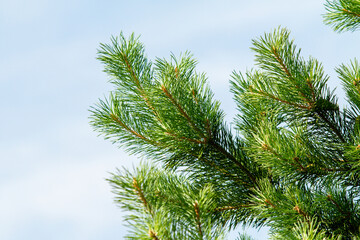 Fir green branches with cones in the spring.