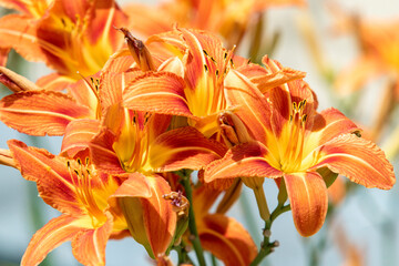Orange lily flower close up, nature.