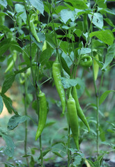 Green chili peppers in garden