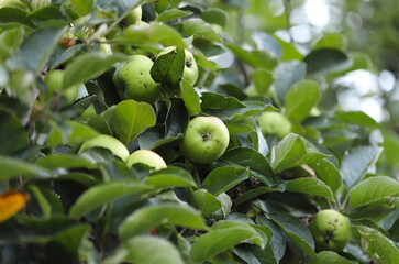 Green apples on a tree