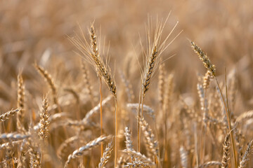 Fototapeta premium Field of wheat at sunset, selective focus, agricultural background