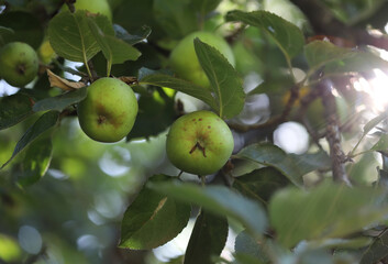 Green apples on a tree