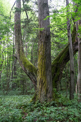 Old trunk of a grove-broadleaf tree in tiny Baltic Sea island. Central European-type broadleaf forest. Nature reserve created by Estonian botanist Teodor Lippmaa.
