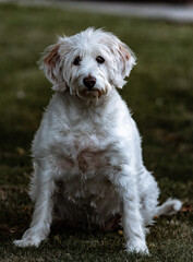 jack russell terrier