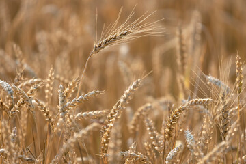 Fototapeta premium Field of wheat at sunset, selective focus, agricultural background
