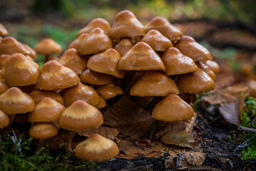 Fototapeta premium A forest mushroom on a tree trunk
