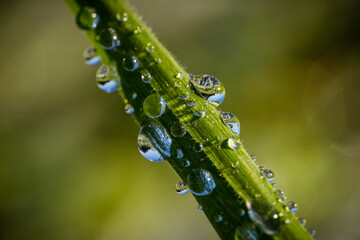 Drops of morning dew in the grass