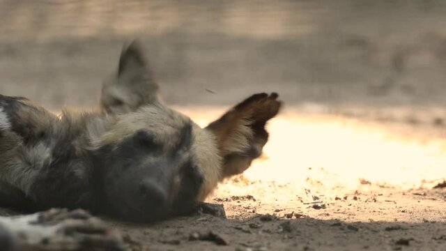 African wild dog resting on ground, animal footage