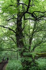 Old trunk of a grove-broadleaf tree in tiny Baltic Sea island. Central European-type broadleaf forest. Nature reserve created by Estonian botanist Teodor Lippmaa.