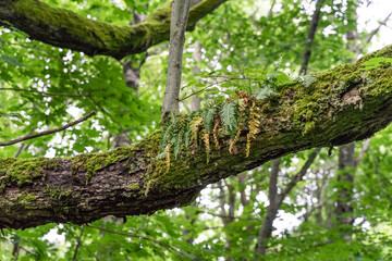 Old trunk of a grove-broadleaf tree in tiny Baltic Sea island. Central European-type broadleaf forest. Nature reserve created by Estonian botanist Teodor Lippmaa.