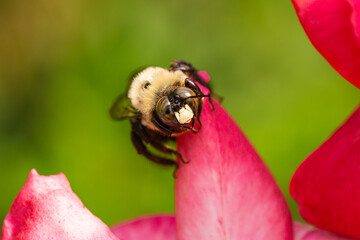 Eastern Carpenter Bee on Rose Flower