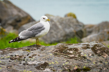 Seagull on sea fjord shore