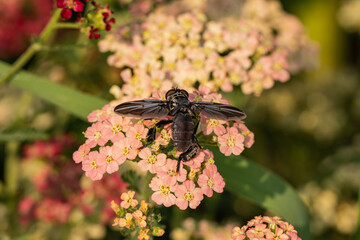 Feather Legged Fly on Yarrow Flowers