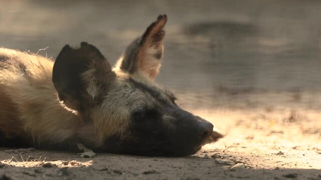 African wild dog lying on ground in sunset, african animal footage 
