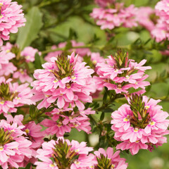 (Scaevola aemula 'Whirlwind Pink') Bubblegum pink flowers or fairy fan-flower, beautiful small pink fans that cluster together along dangling stems to make a decorative ground cover in garden