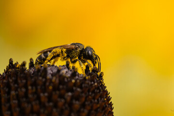 Ligated Furrow Bee on Coneflower