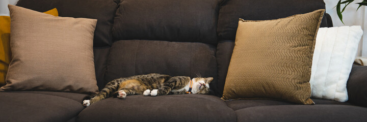 Happy tabby cat. Relaxed domestic cat at home. house cat is resting on the couch in the apartment