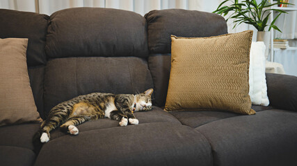Happy tabby cat. Relaxed domestic cat at home. house cat is resting on the couch in the apartment