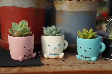 多肉植物三兄弟