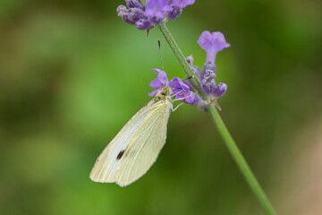 Cabbage White Butterfly on Lavender Flowers