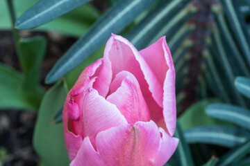 Ausschnitt einer Tulpe in pink im Sonnenlicht