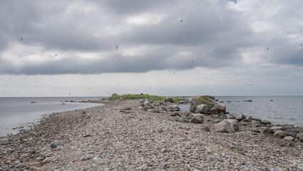 Green seaside pasture, bright green reed and grass under blue sky. Nordic meandering coast of tiny island Abruka. Warm sunny midsummer day. Tranquil Baltic Sea. Estonian coastline.