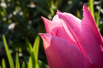 Ausschnitt einer Tulpe in pink im Sonnenlicht