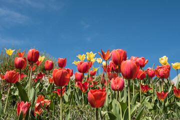 rote und gelbe Tulpen am Rand vor blauem Himmel