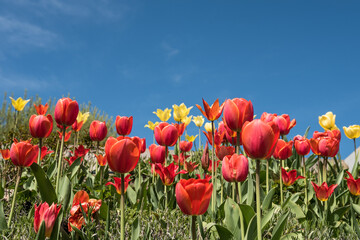 Fototapeta premium rote und gelbe Tulpen am Rand vor blauem Himmel
