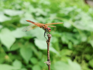 Yellow dragonfly in green blur background. 