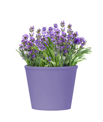 Naklejka na ściany i meble Pot of blooming lavender flowers isolated on white background