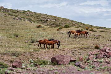 horse and foal	