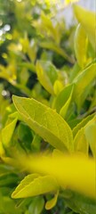 beans on a vine