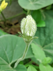 Close up of Bottle gourd flower in farm. White bottle gourd flower in green background.