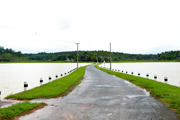 A village road through paddy field during flood time