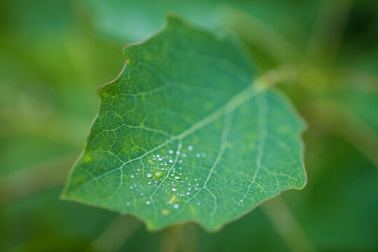 Zitterpappelblatt mit kleinen Wassertropfen im Fr&uuml;hjagr | Populus tremula | European Aspen leaf (forest in Germany)