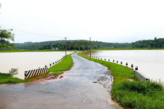 A Village Road Through Paddy Field During Flood Time