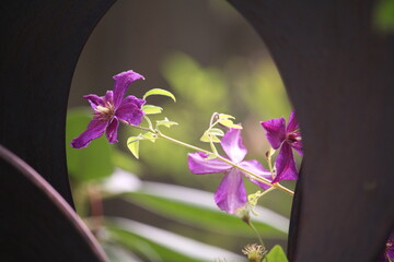 purple clematis in the garden