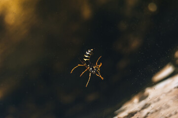 A small, drowned, dead wasp swims in the water.