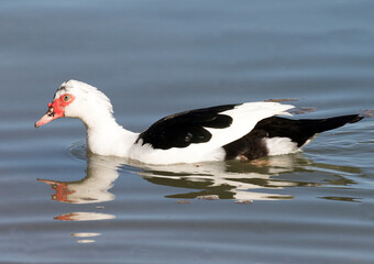 Muscovy duck