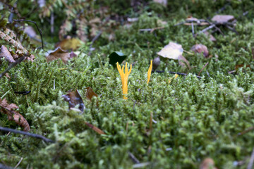 Calocera viscosa, commonly known as the yellow stagshorn, is a jelly fungus, a member of the Dacrymycetales, an order of fungi characterized by their unique "tuning fork" basidia