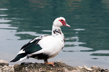  Muscovy duck 