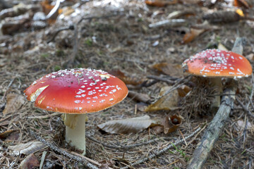 Amanita muscaria, commonly known as the fly agaric or fly amanita, is a basidiomycete of the genus Amanita. 