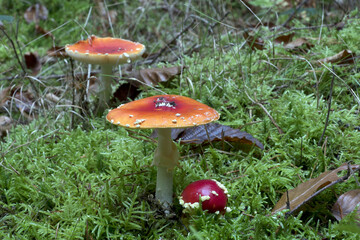 Amanita muscaria, commonly known as the fly agaric or fly amanita, is a basidiomycete of the genus Amanita. 